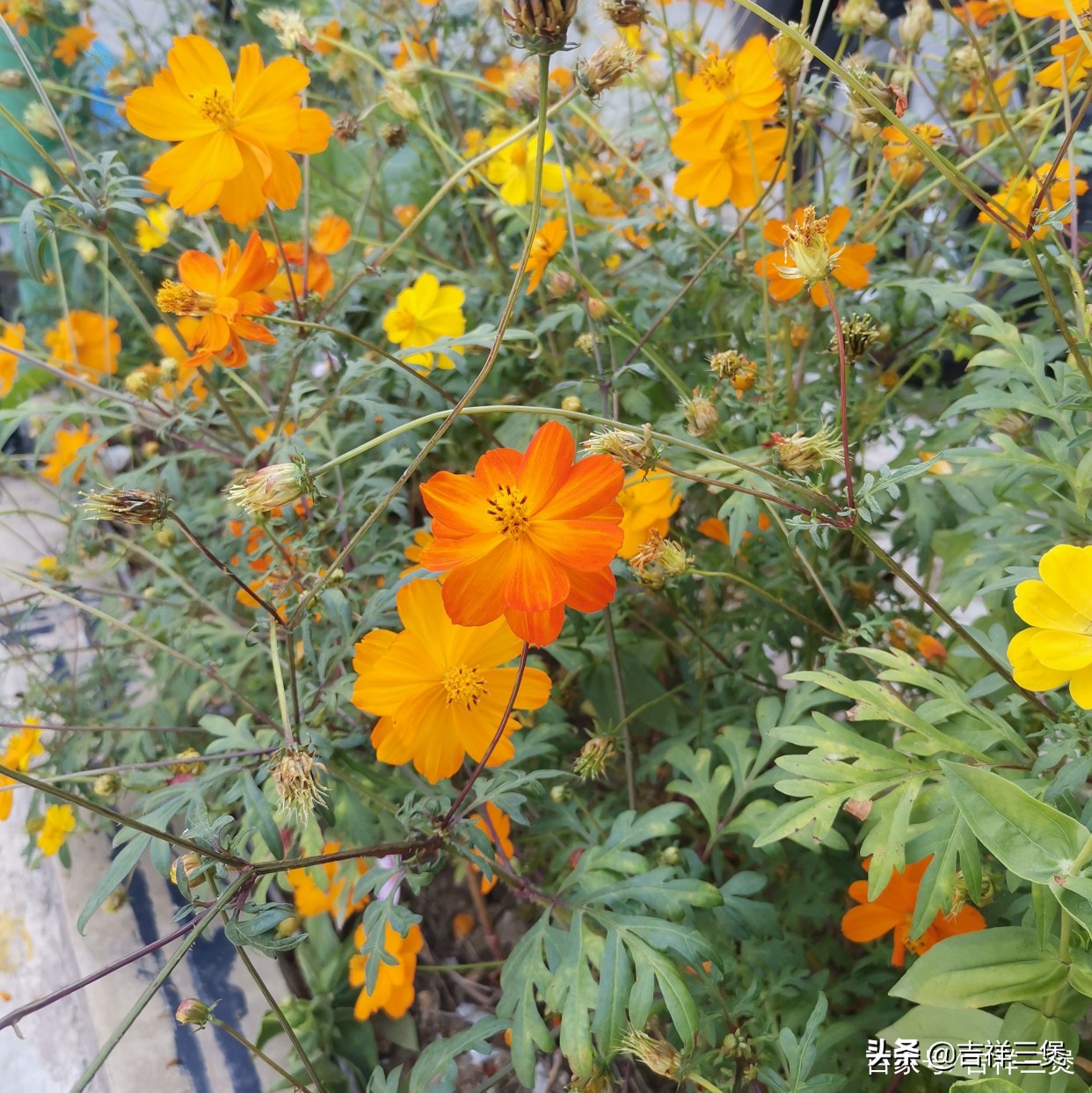 致敬马拉多纳之“穿越千年的竞技”：从古代蹴鞠到现代足球