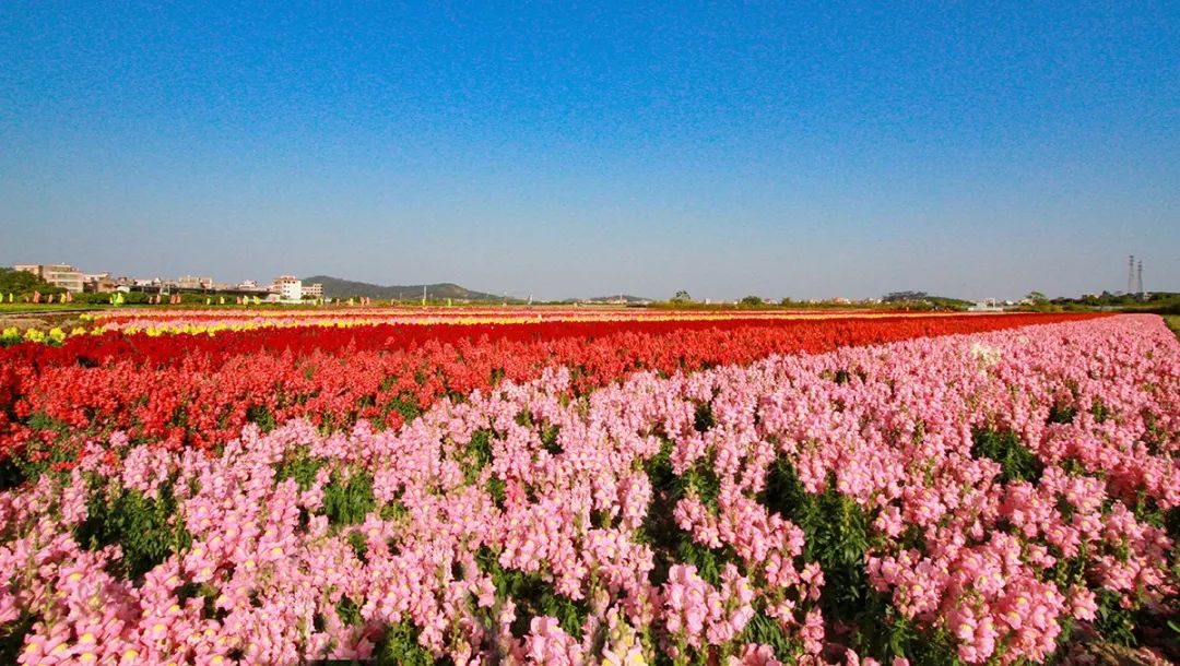 广州彩色油菜花田,广州最全浪漫花海打卡地点在哪里