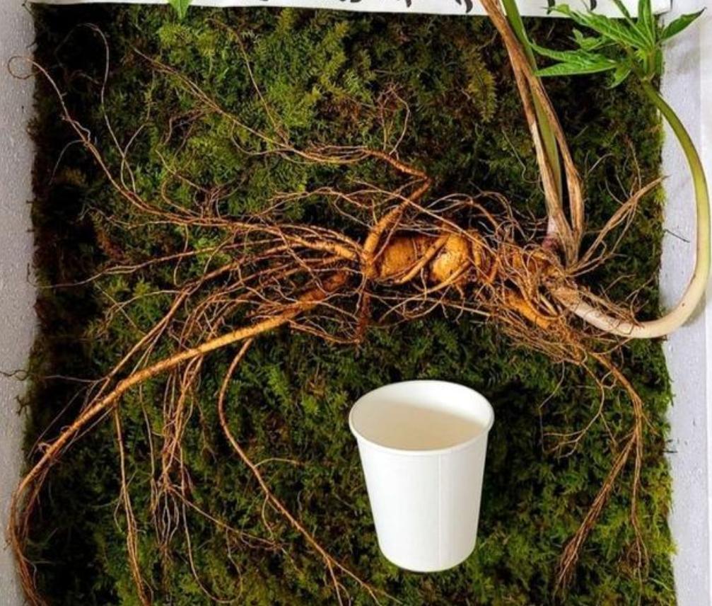 老人挖到近百斤亚洲人参葛根,参龄上千年的人参