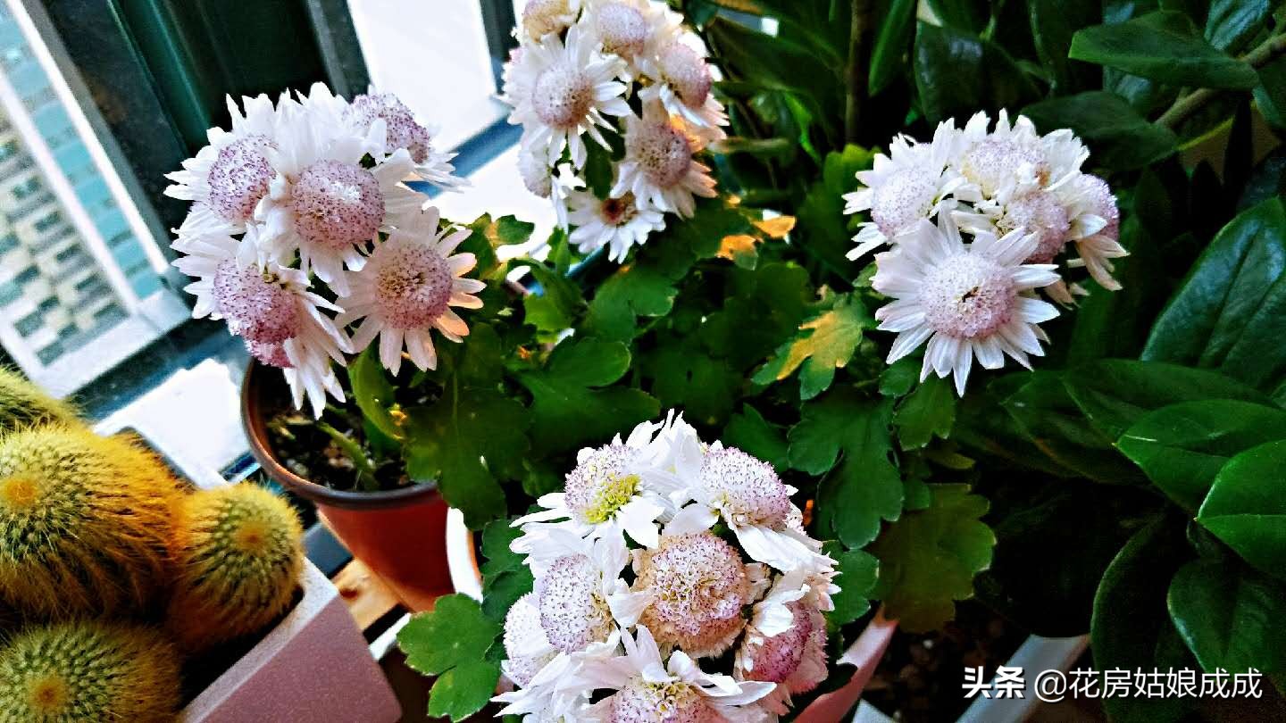 现在这个时间花黄叶是什么原因,冬天栀子花叶脉黄叶的解决办法