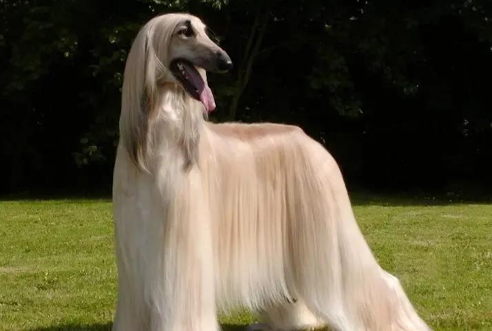 各国猛犬品种排名,各国品种猛犬