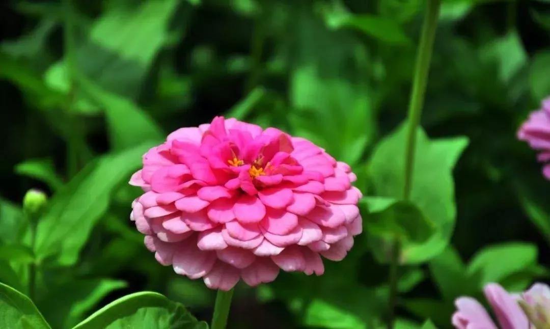 20种常见的菊科植物有哪些,哪些菊科植物好养