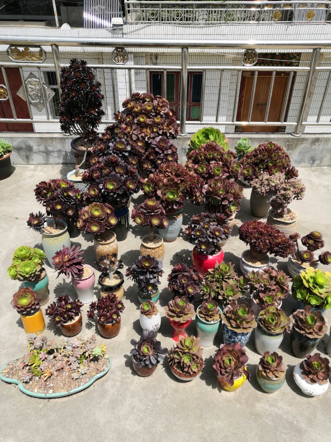 多肉法师梅花朵朵缀化,多肉万圣节法师怎样才能缀化