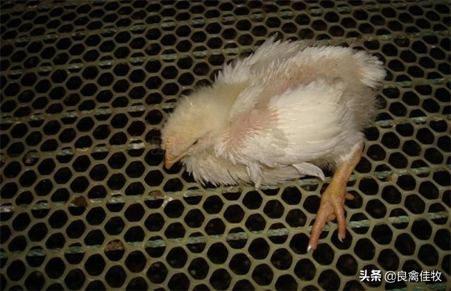 雏鸡脚软怎么治疗,雏鸡脚发干怎么补救