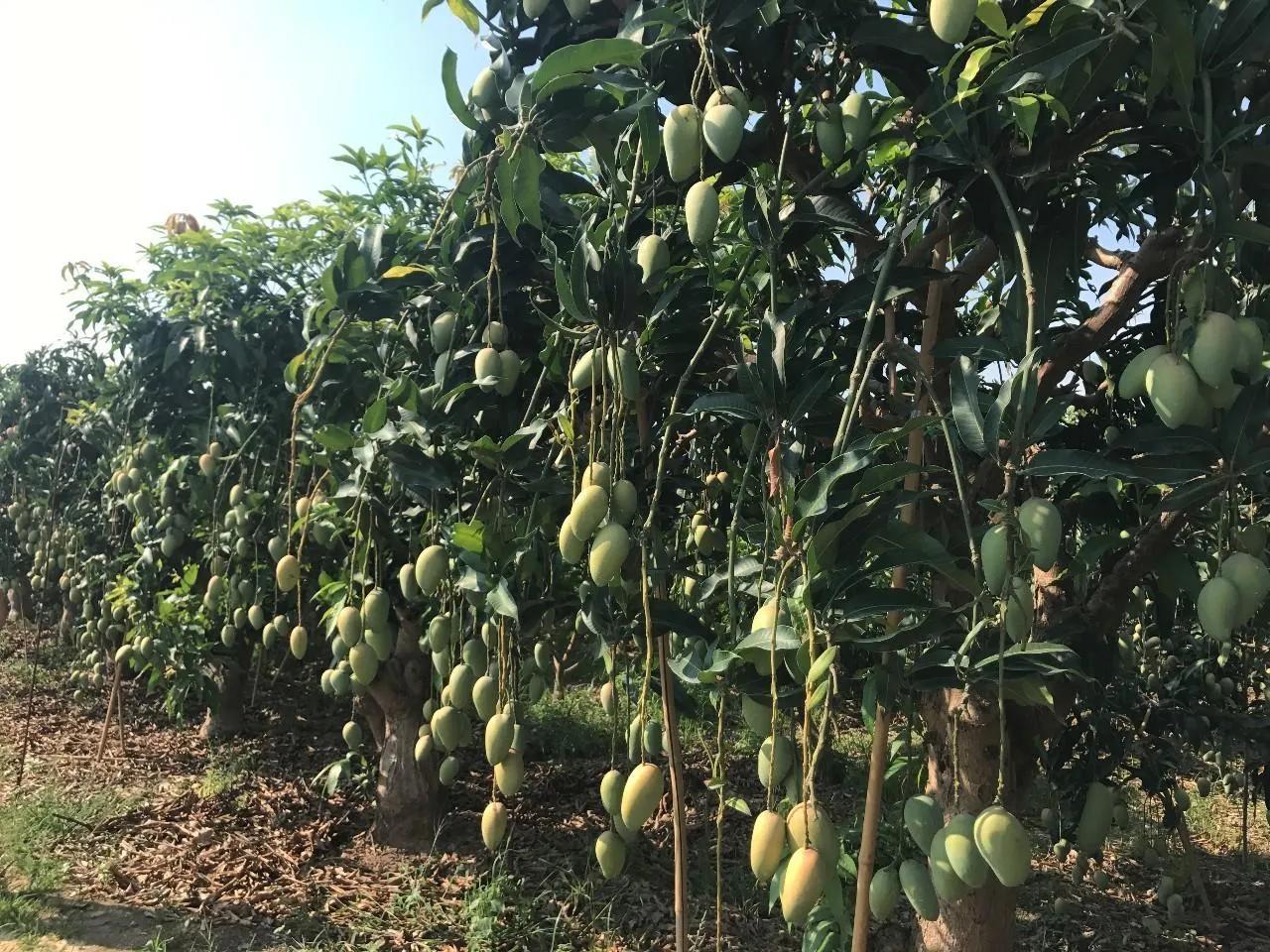 广州从化特产价格,广州从化特产视频