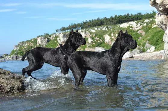 肌肉型猛犬图片,最帅最有气质的猛犬