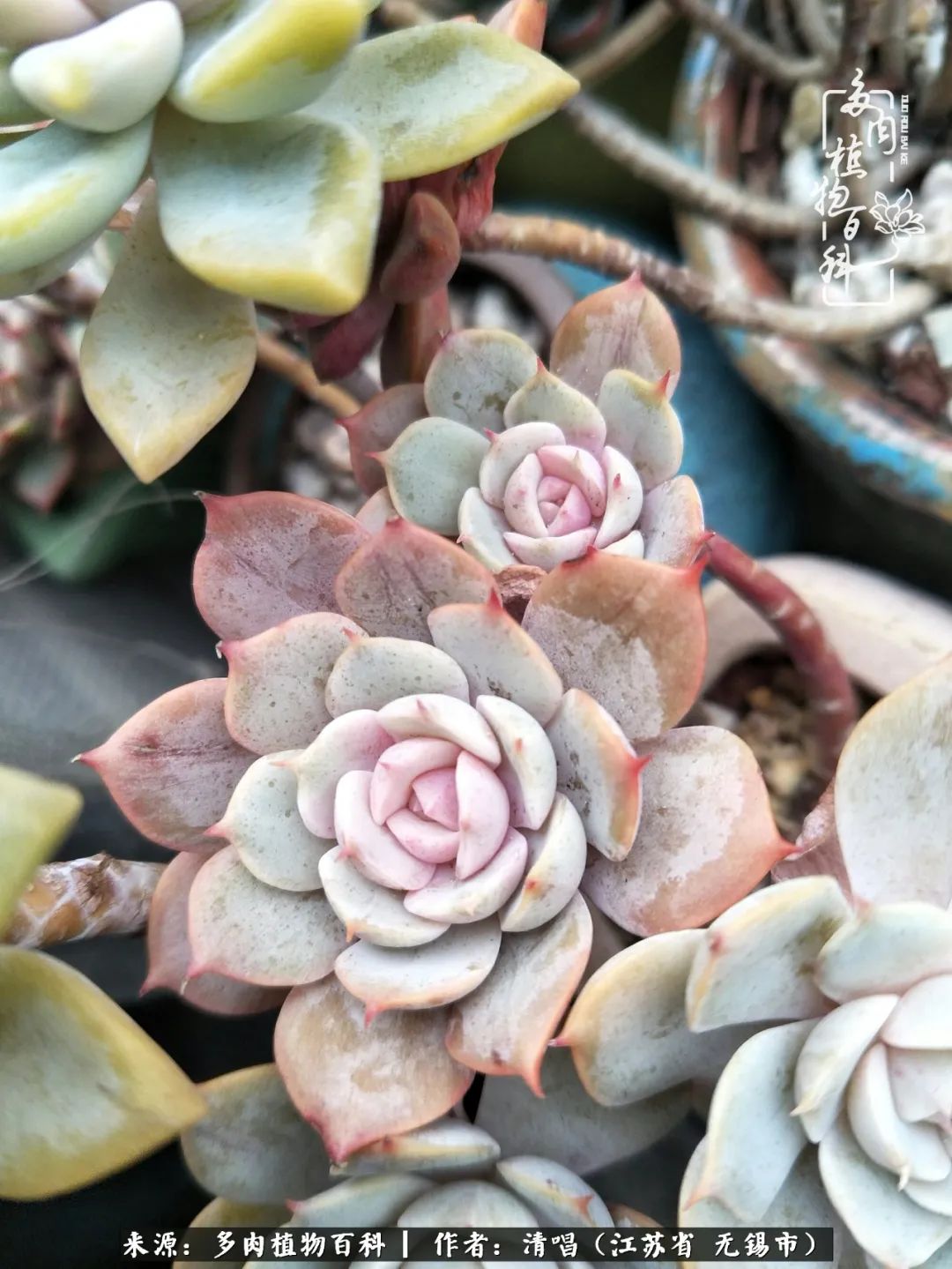 多肉植物百科好看又好养的多肉,喜欢多肉的朋友欢迎光临多肉园艺