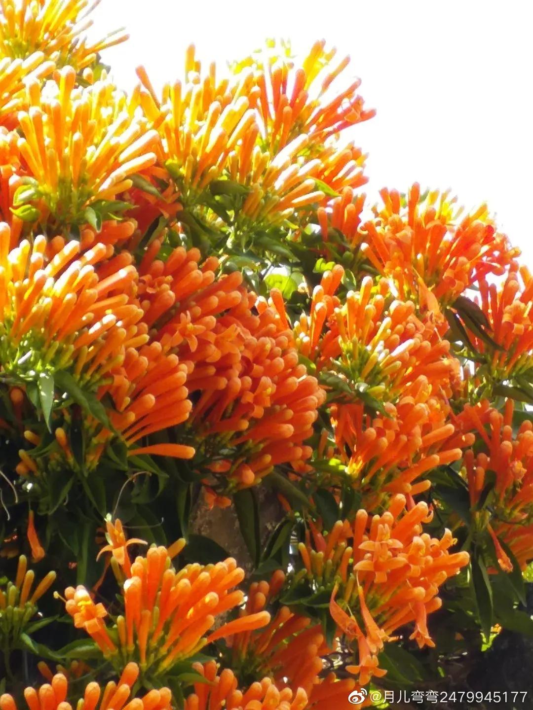 广州现在花开的季节,广州现在什么花开了