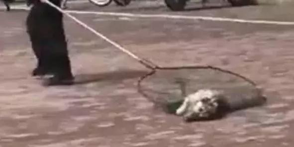 大学生在宿舍养猪被通报批评,大学生宿舍养宠物要处分吗