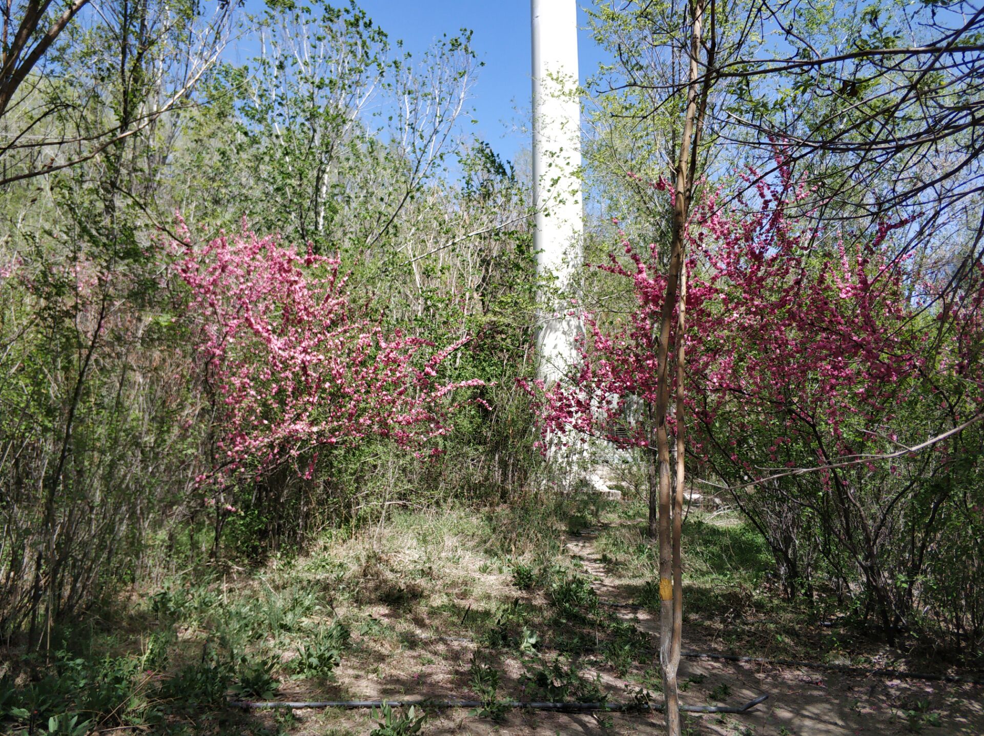 乌鲁木齐居然有这么漂亮的地方,乌鲁木齐周边森林公园在哪里