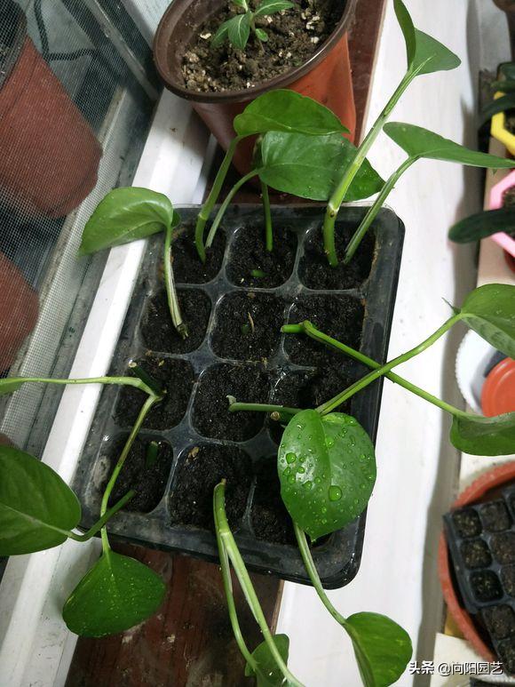 绿萝扦插的最佳方法,绿萝不用生根液怎样生根
