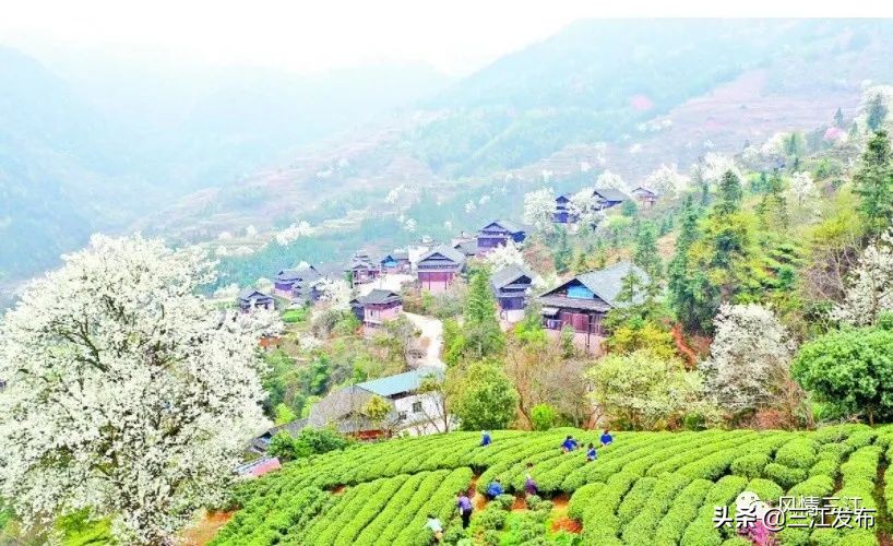 央视新闻报道三江,央视点评三江锅