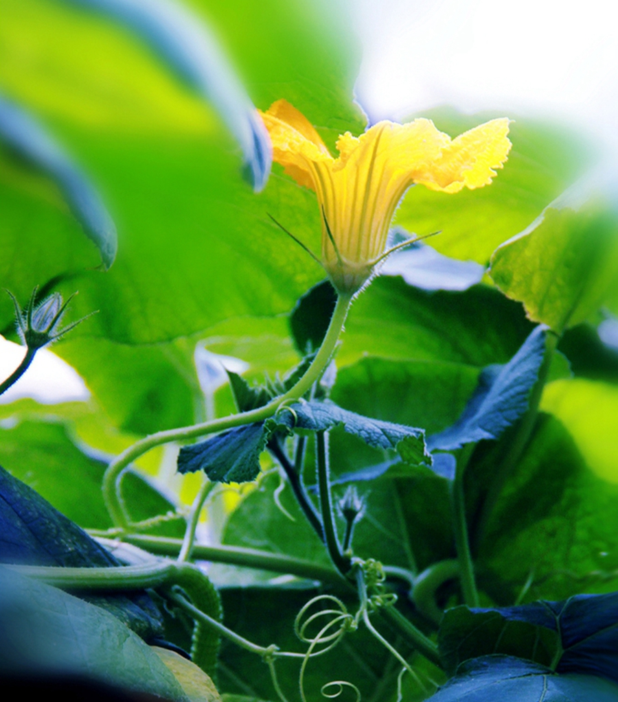 扫落叶优美诗句,扫落叶的诗句