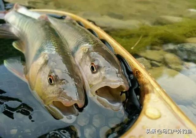 钓马口鱼的最佳方法路亚,路亚溪流钓马口鱼的最佳方法