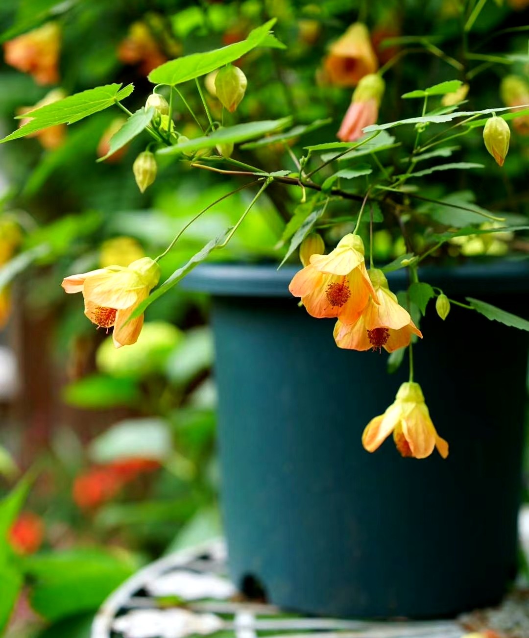 这8种花四季开花不断漂亮又好养,18种奇花异草图片