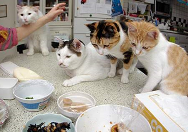 2个月幼猫刚到家不吃不喝,2个月幼猫刚到家不拉屎