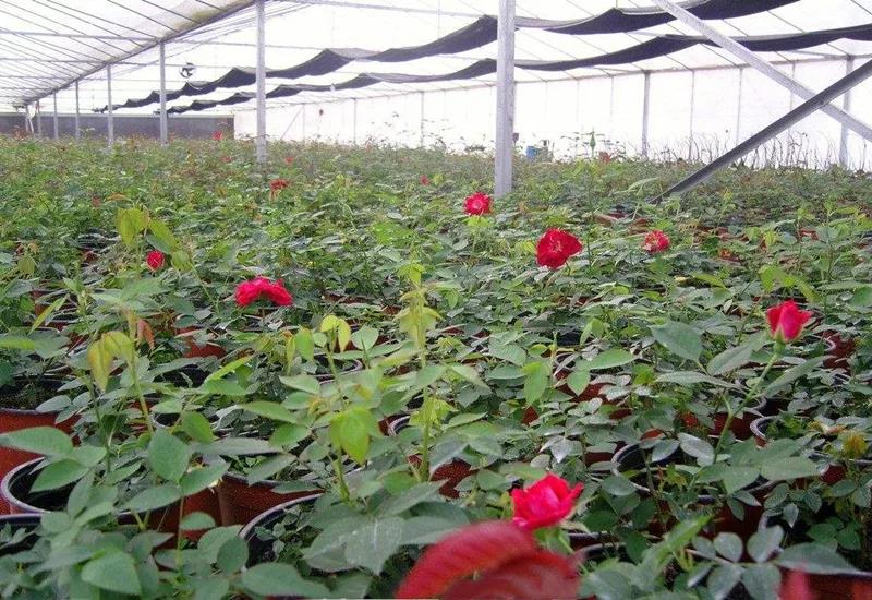 自制温室大棚取暖炉,种植大棚专用取暖炉