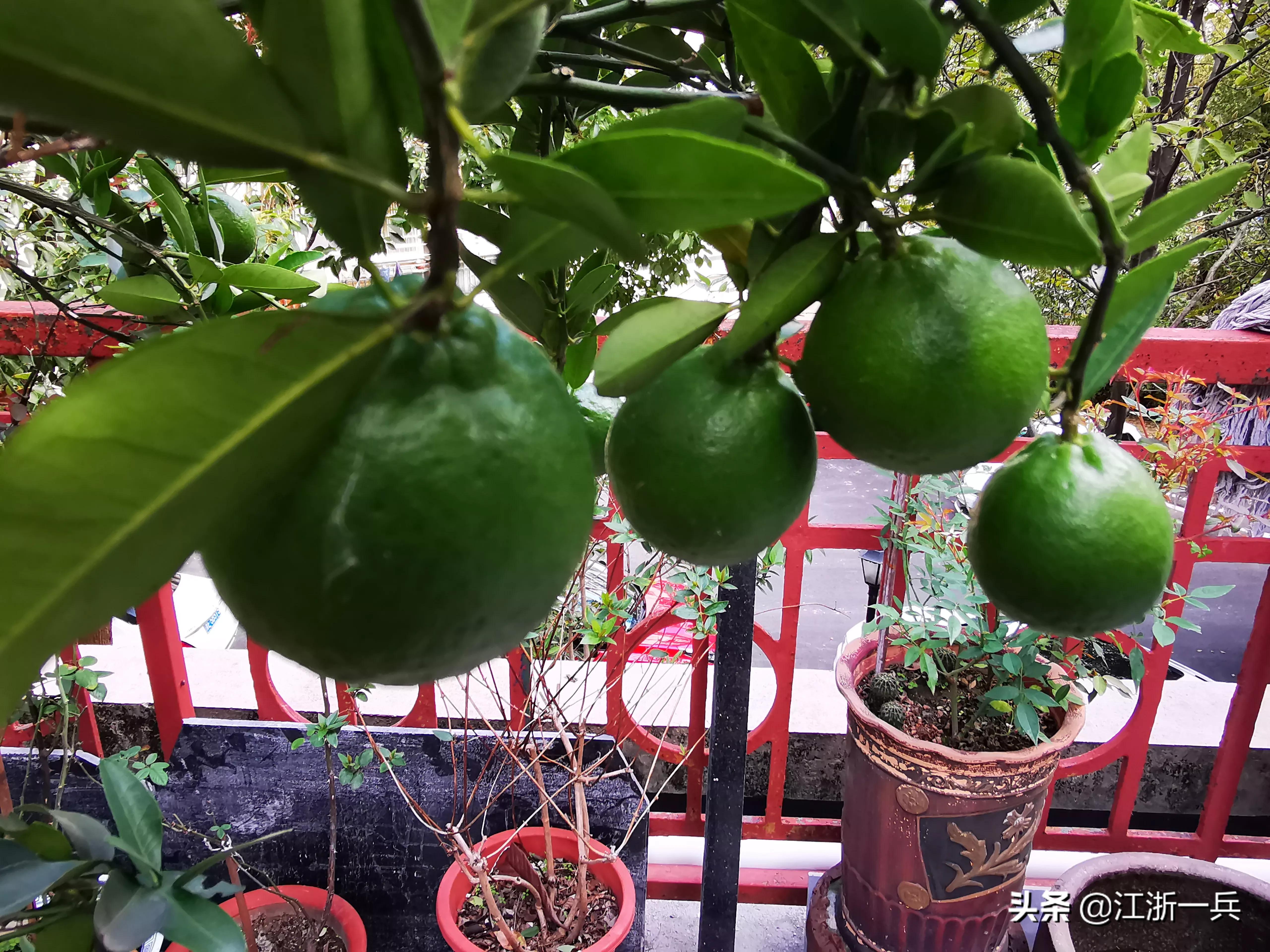 农村亏本生意,乡土散文经典赶集