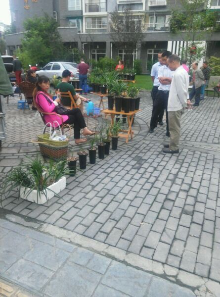 2004年，他偷偷将建房款用于投资天价兰花，老婆知晓后和他离婚