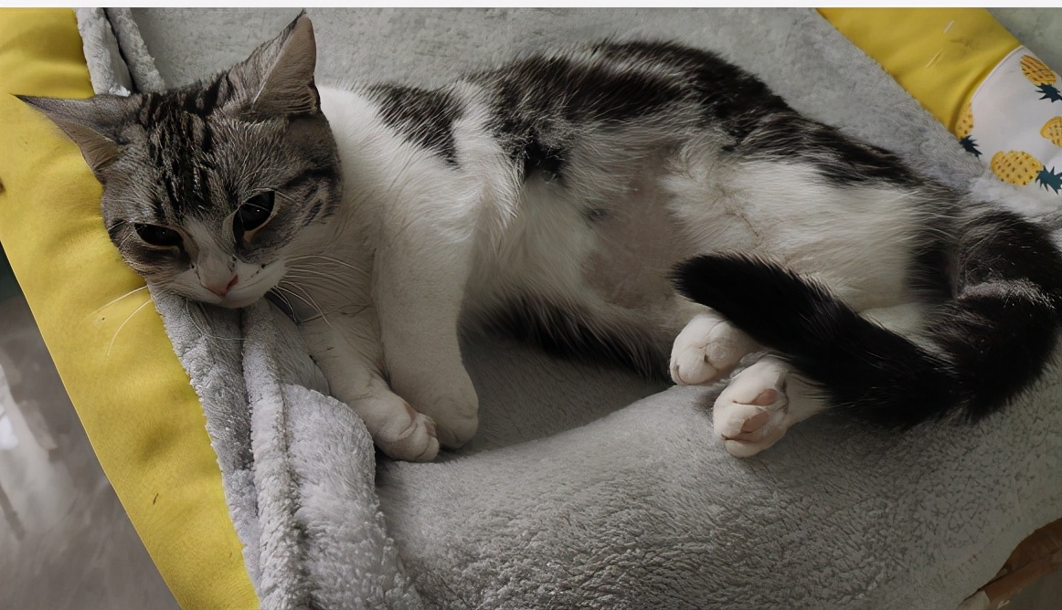 团子猫传腹治好了吗,团子的猫传腹