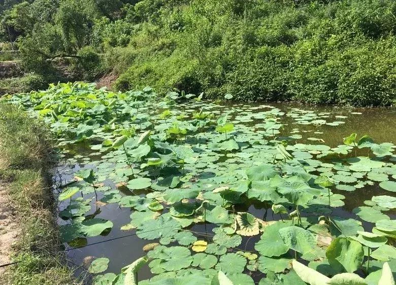 重庆野钓小龙虾哪里最多,重庆小龙虾怎么钓图