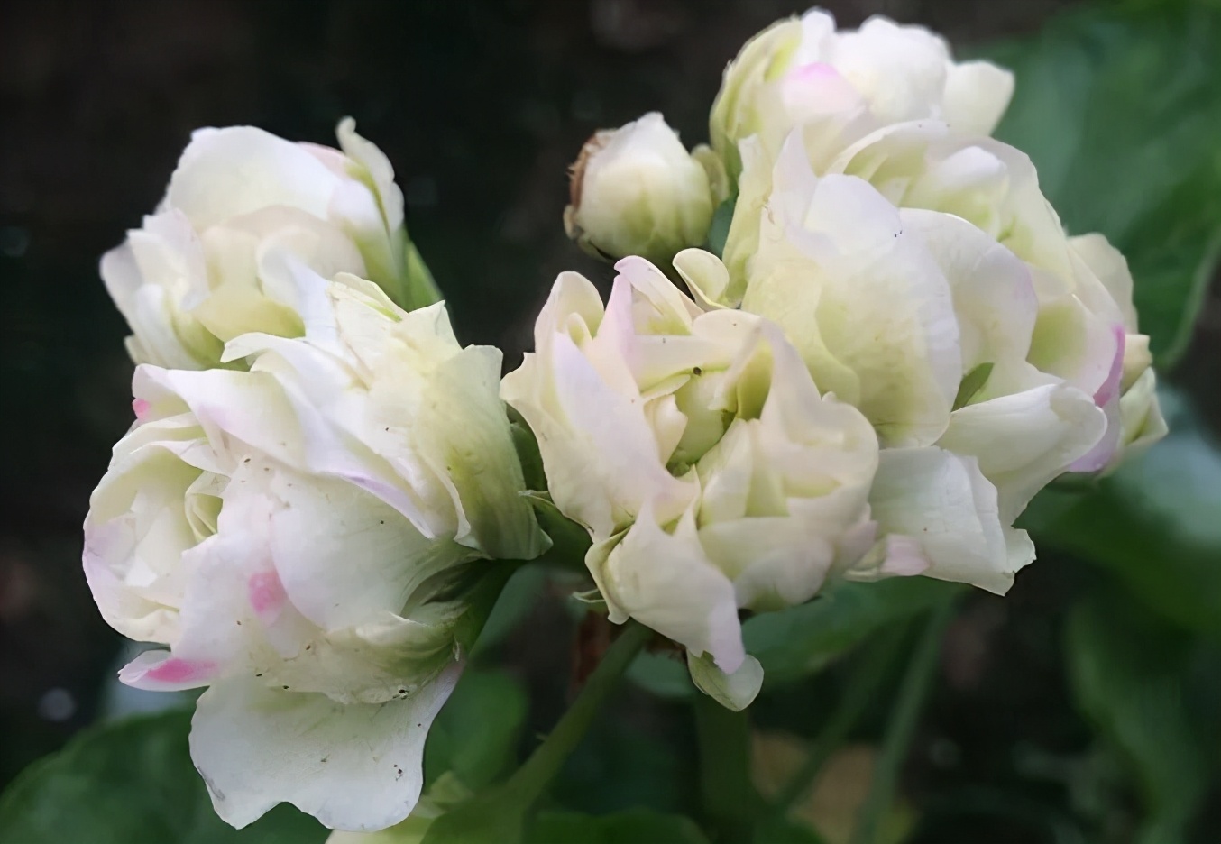 这种花别乱浇水水越多越不开花,这种花不怕冷好养易活