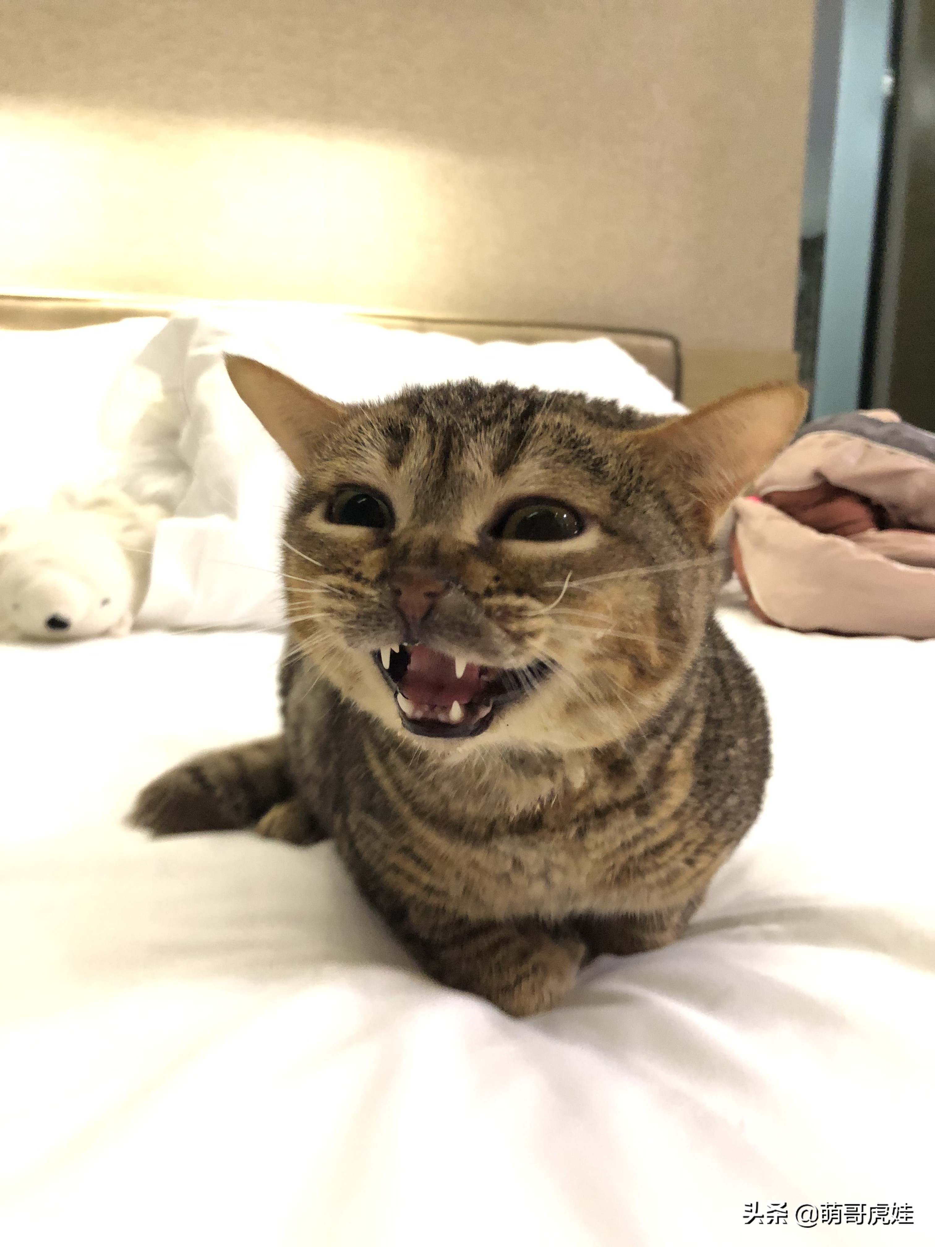 过年不忍心把宠物丢在家，霸气主人带着4只猫狗龟一起出门住酒店