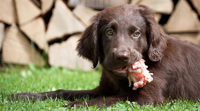 生肉喂狗有什么危害,狗狗能吃生肉和生骨头吗
