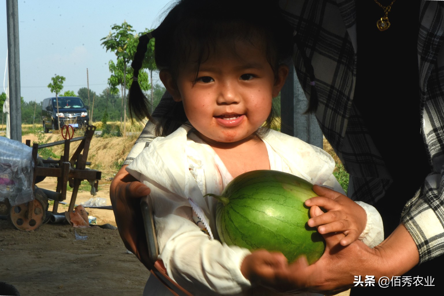 西瓜出售价格,西瓜特价1.5元一斤叫卖