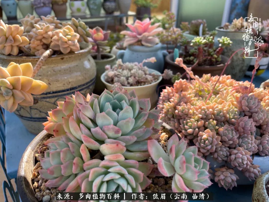 怎么在多肉植物百科投稿,怎样向多肉植物百科投稿