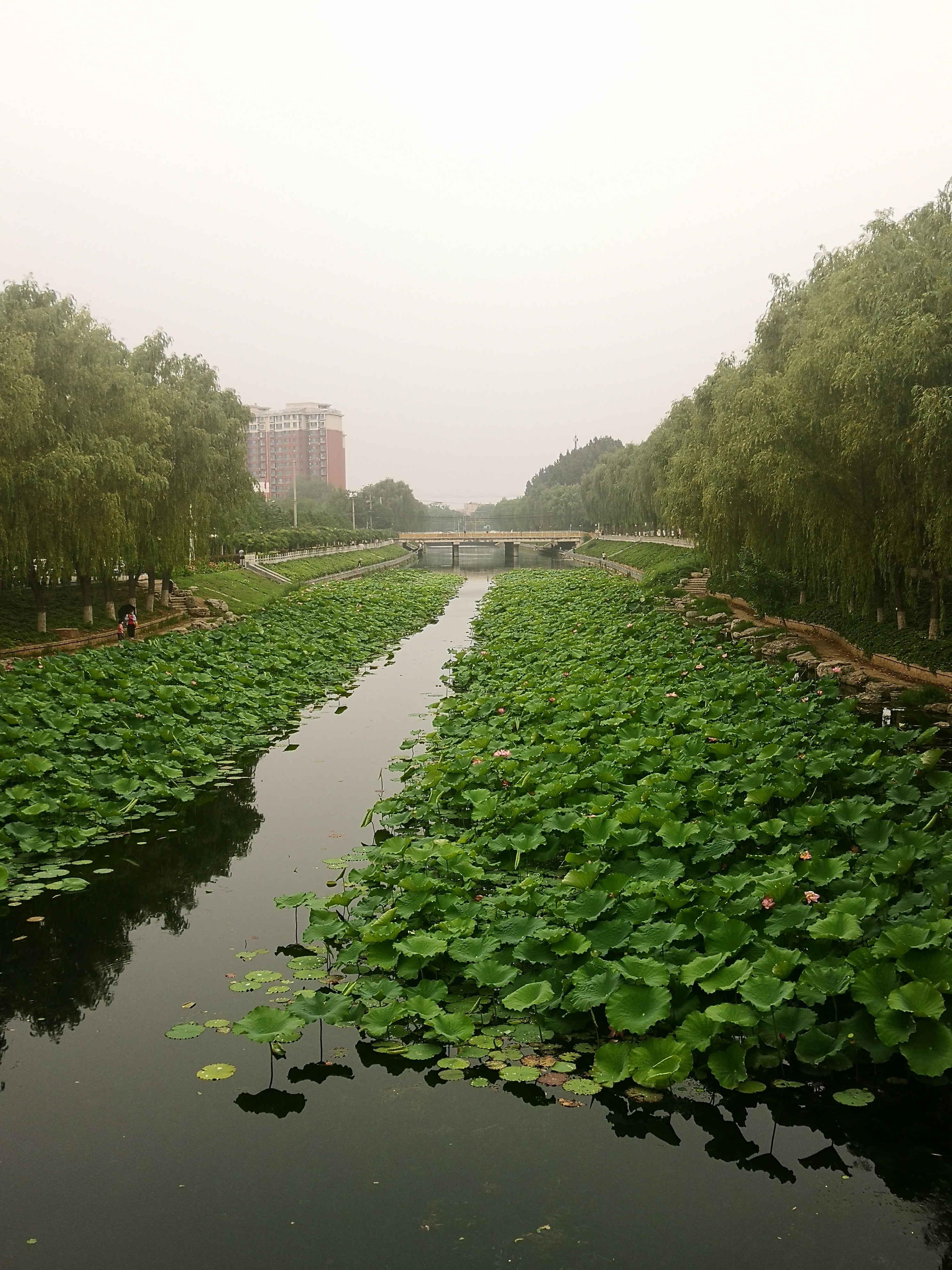 马惊飙莲荷主题诗作小辑
