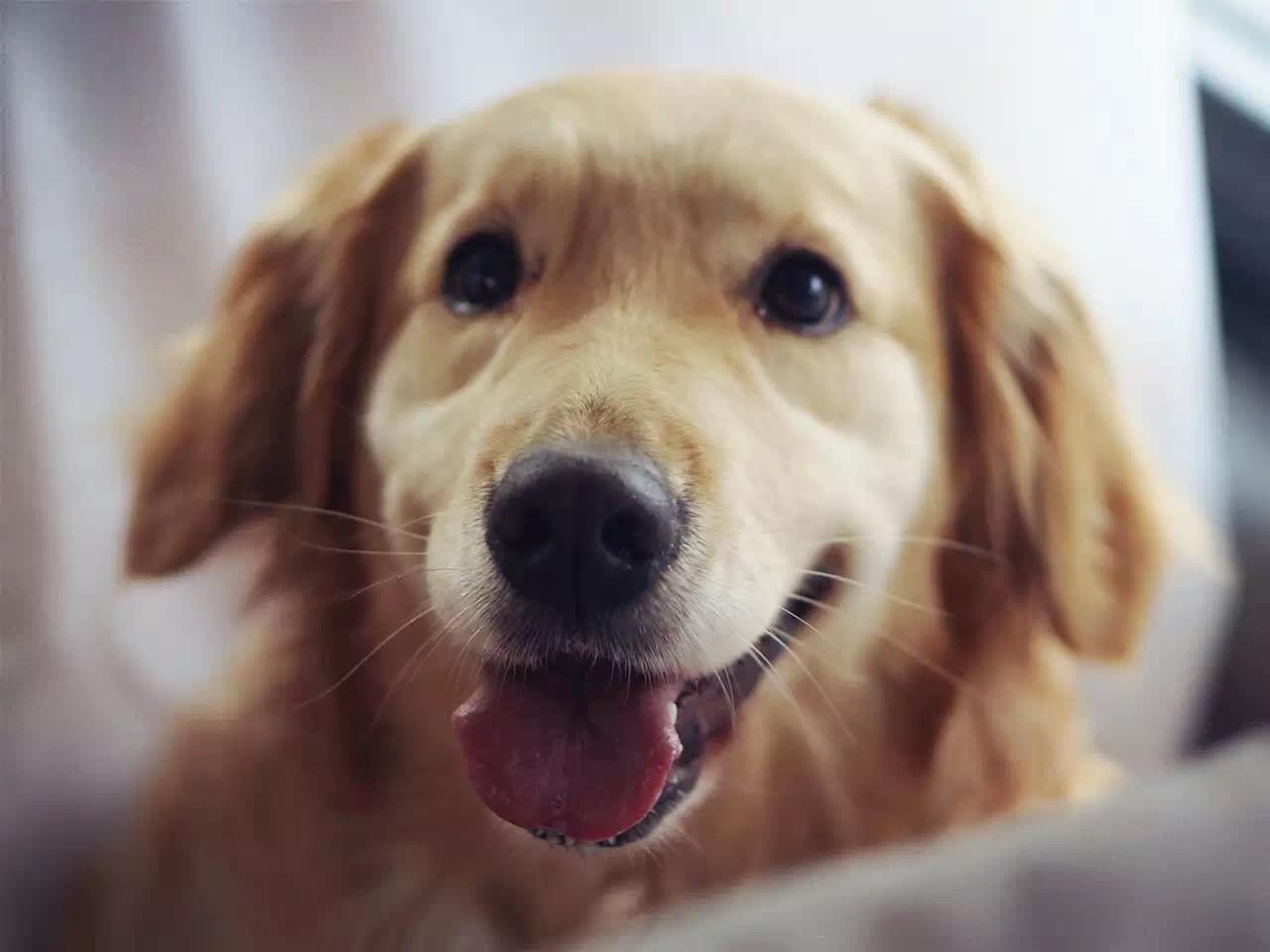 狗狗口臭没有牙结石,狗狗牙上有牙垢口臭怎么办