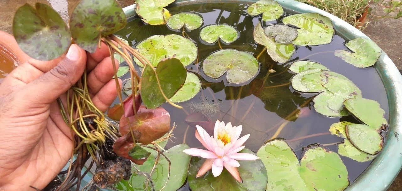 睡莲养在水缸里长虫了怎么办,睡莲长虫但是水里有鱼怎么办
