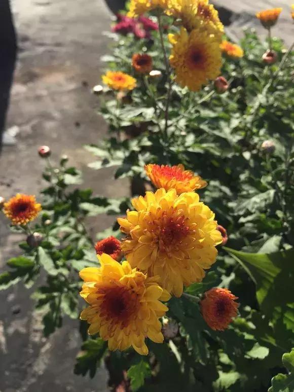 菊花的花蔫了怎么办,菊花凋谢后如何再次开花