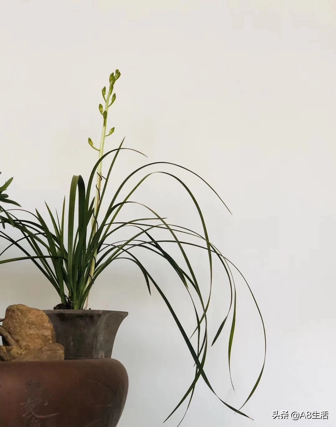 每日一兰花故事～中国兰花.惠兰名品.大一品