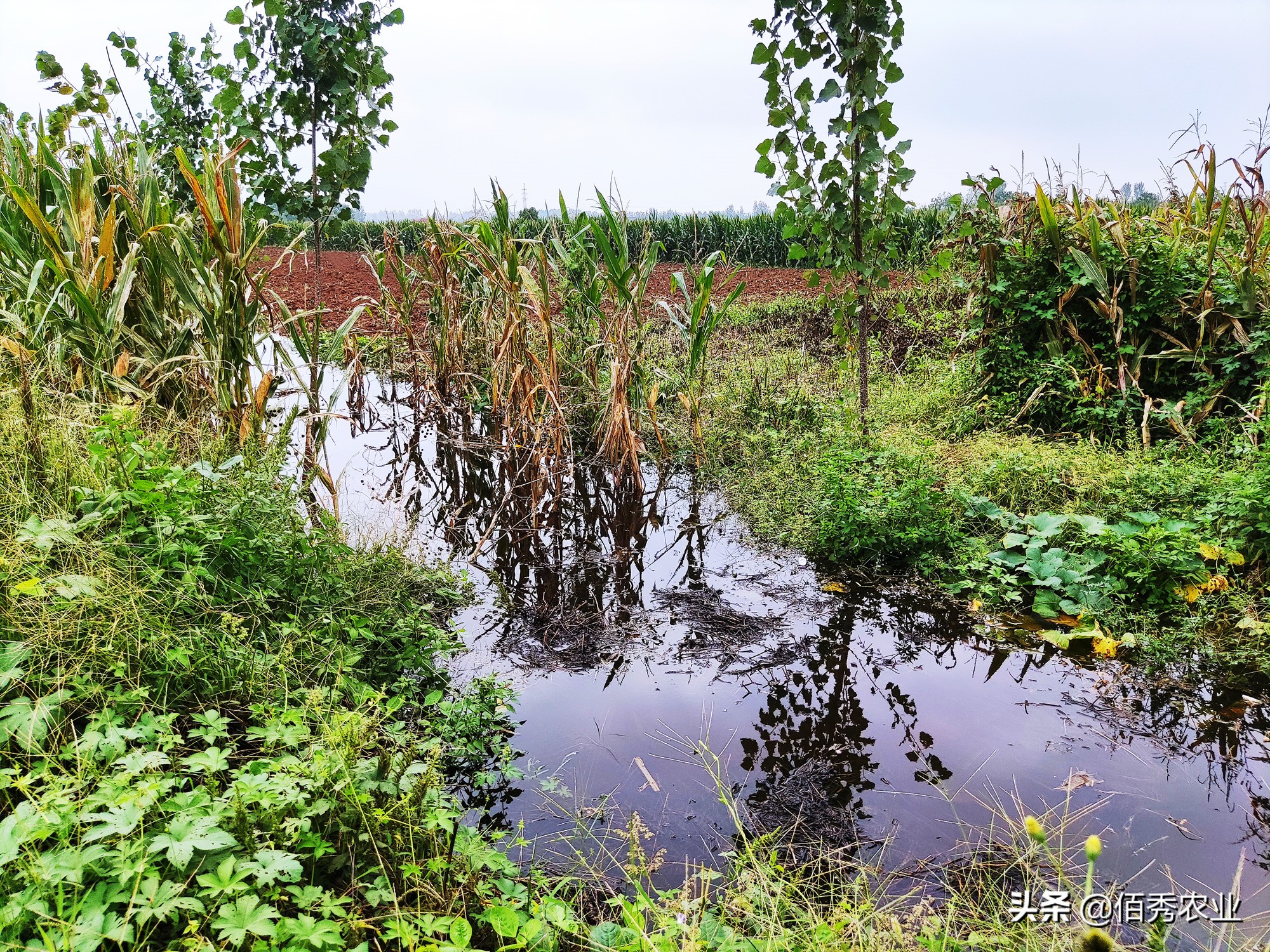 干涸多年的河沟，下雨积水后，为啥会有很多小鱼，从哪里来的？