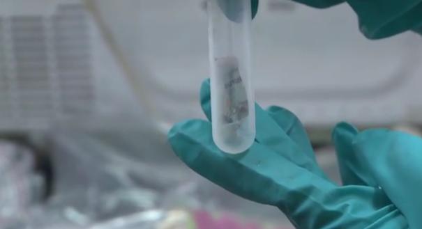 海关截获甲虫怎么处理,海关包裹虫查获