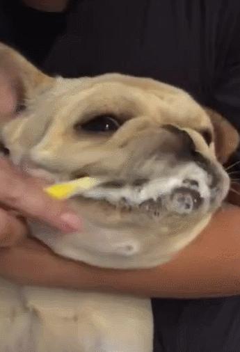 法斗洗澡的正确方法不臭,法斗洗澡臭怎么办