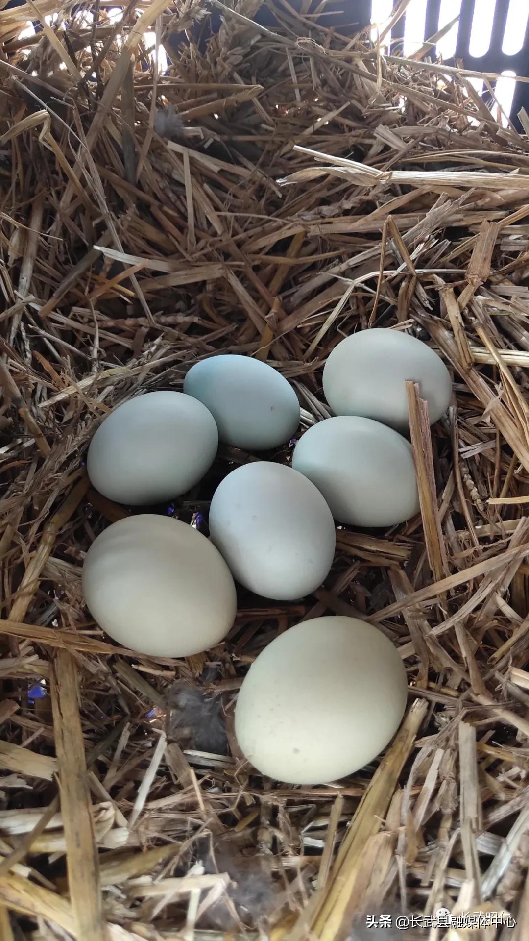 香椿炒鸡蛋的营养价值,冻过的香椿怎样炒鸡蛋