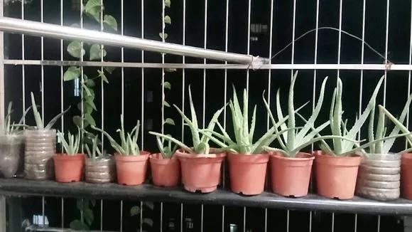 三种花插花技巧视频教程,三种花的教程