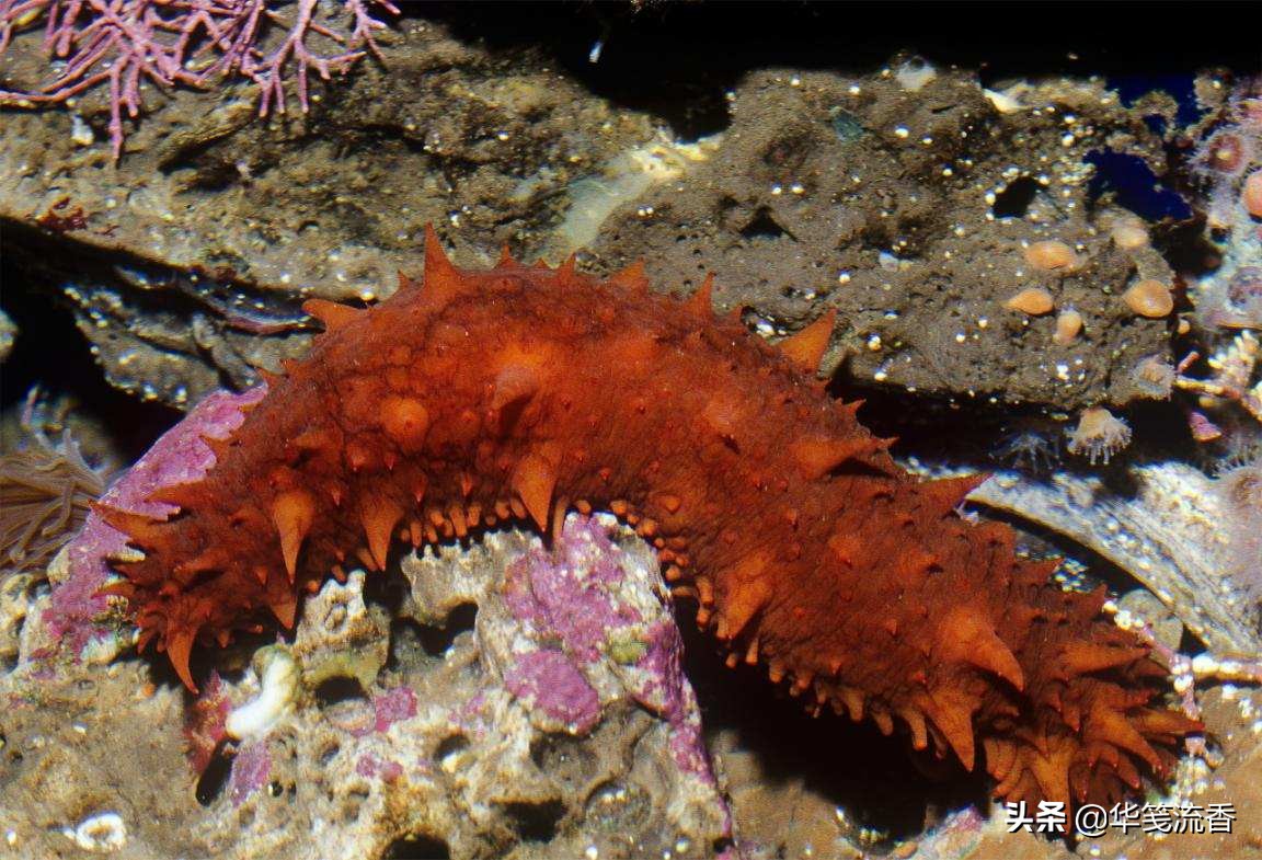 如何理解庄子道在屎尿之中,庄子说道在屎溺