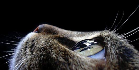 猫咪生病的12种表现铲屎官必知,铲屎官注意猫咪这个部位也需护理