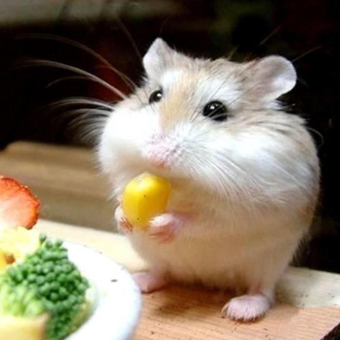 小仓鼠日常生活记,零碎小仓鼠的日常