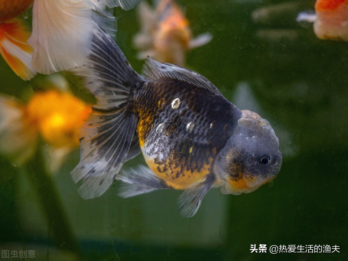 小金鱼好养吗养金鱼三大禁忌,小金鱼的饲养方法与日常护理