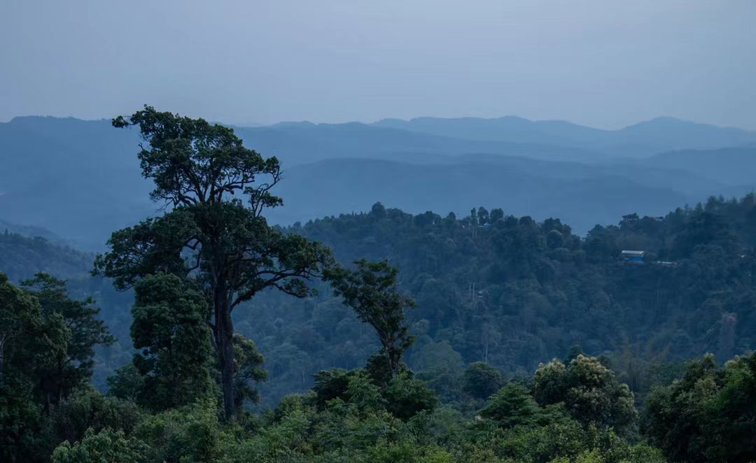 什么样的普洱茶才是好普洱茶,什么样的普洱茶是好普洱茶