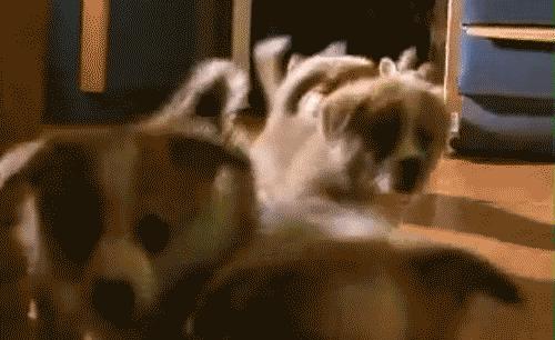 如何挑选颜值高的三色柯基,怎样挑选一个健康的柯基幼犬