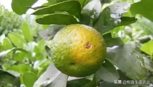 作物虫害识别大全图谱,果园物理防控虫害的方法