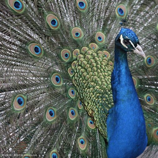 傣妹火锅的兴衰,傣妹火锅品牌策划