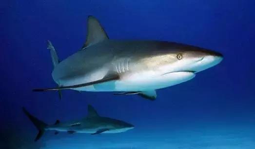 鲨鱼会被水淹死么,鲨鱼停止活动就会窒息而死