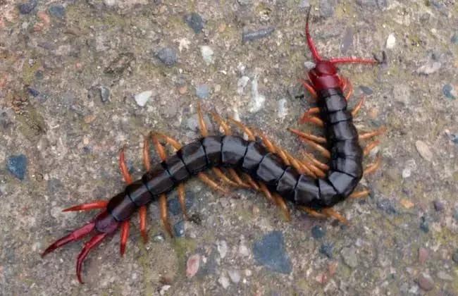 那些让你意想不到的中药名称,容易混淆的中药名称